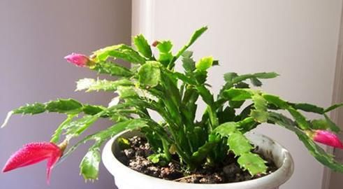  『夏季』告爱美的姑娘：4种花，有效防辐射，电脑前养一盆，再不用怕变丑