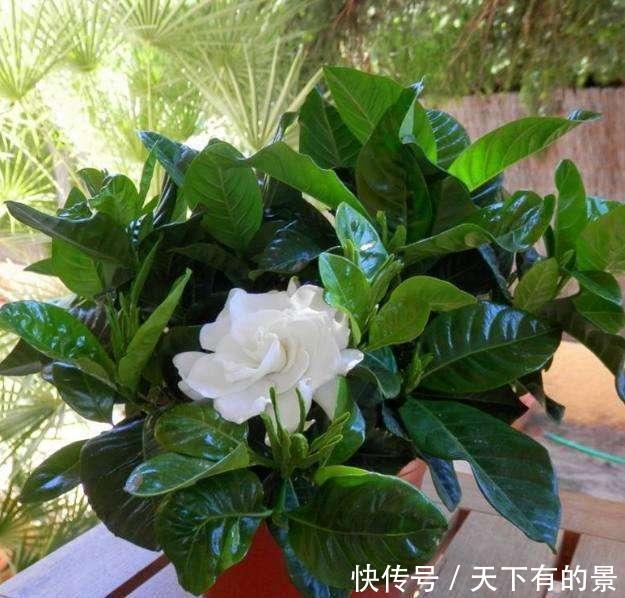 #磷钾#花市上的“栀子”为啥满头花苞,原来有“诀窍”,只需做2步