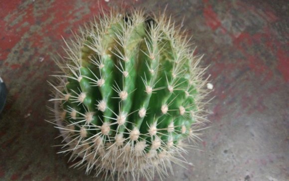 解植物■“养花杀手”养出来的花是什么样子？哈哈哈，笑死我了！