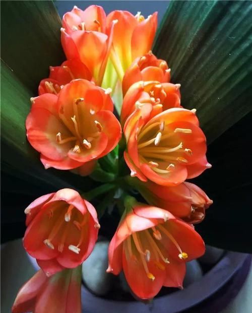  『长春花』7种转运花，年底在家养一盆，开花就是好兆头！