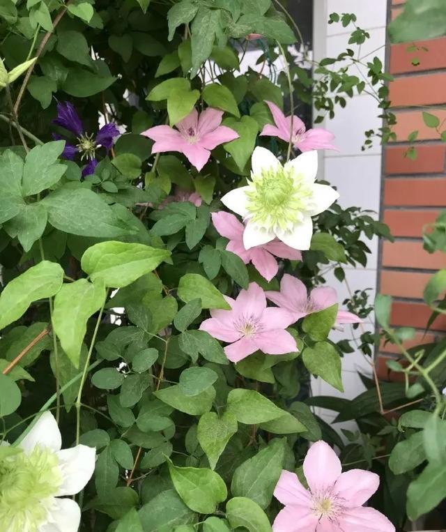  #图片作者#有一颗爱花的心，就算只有个封闭小阳台，也能养出一片花海！