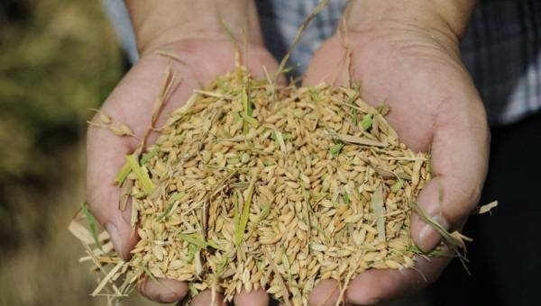  【农民】民以食为天，粮食为什么一直没涨价？