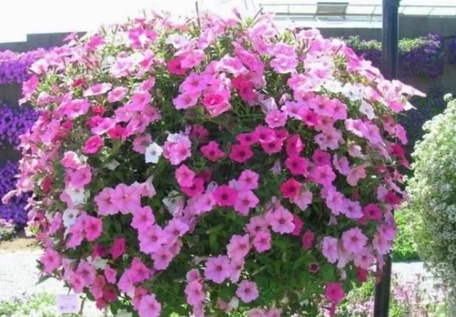  【养花经验】4种常见的花，开花漂亮、花期长，养护起来又简单
