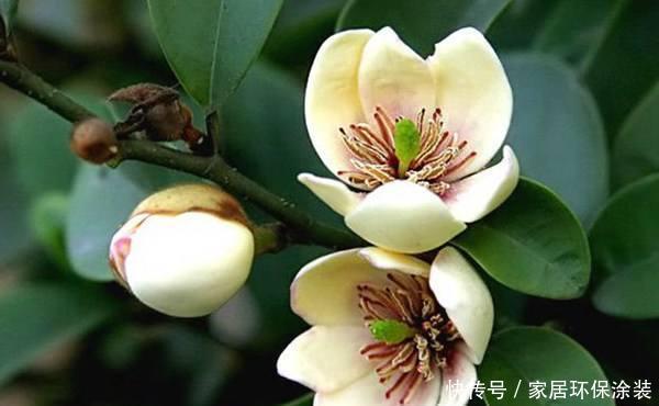  家里|这花只开一半花，香味却能飘老远，养在家里闻花香
