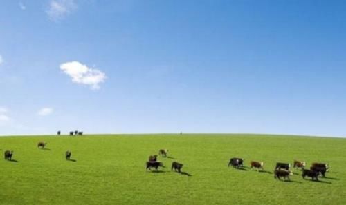  「树木」为什么大草原上的“草”长得很茂盛，却很少看见长树的