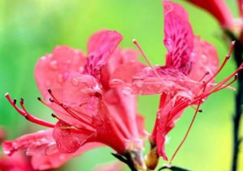 珍稀:此款菊花,花开如“雨润葵黄”,堪称“珍稀名菊”,高贵优美!