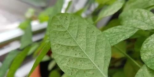  【清除】家里的盆栽植物也会感染红蜘蛛，要用什么方法来清除？
