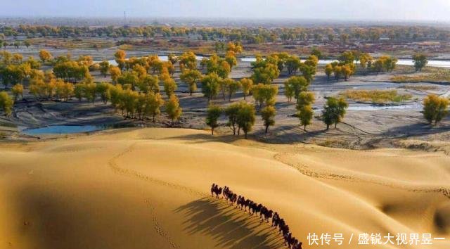 中国曾投资1个亿治理沙漠，种植上亿棵胡杨树，如今怎么样了