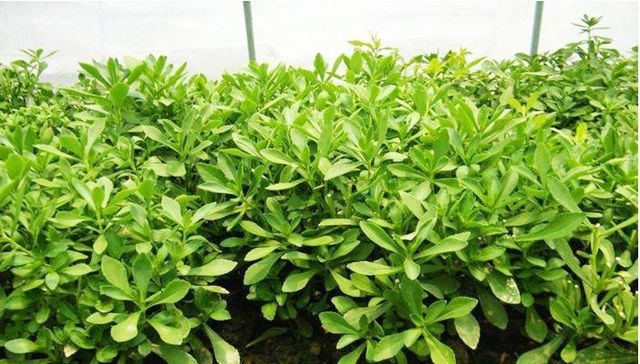  种植|这种野菜农村随处可见，种植一次可连收20年，亩产收入可过