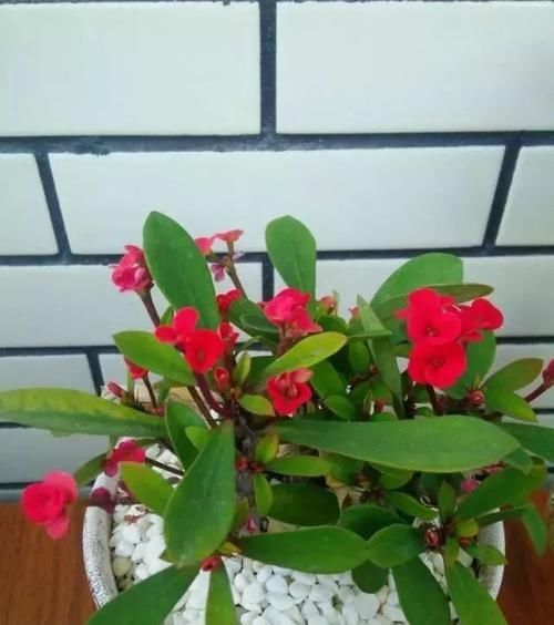  『种植物』这“7种花”，开花艳丽还好养，放着不管都能活，超级容易！