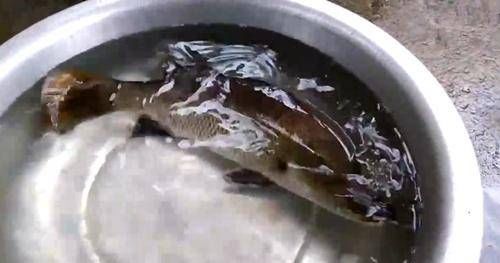  「受欢迎」有大鱼和小鱼，但小鱼最受欢迎，用面粉炸后很好吃