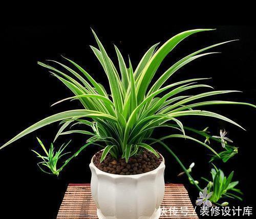 『错误』叶子总发黄掉叶,多数因为摆错位置,换个地方立马返青