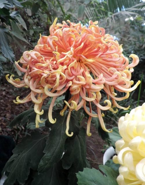 「金发」喜欢菊花,不如养盆“菊中珍品”红衣金钩,似波浪金发,俏皮可爱