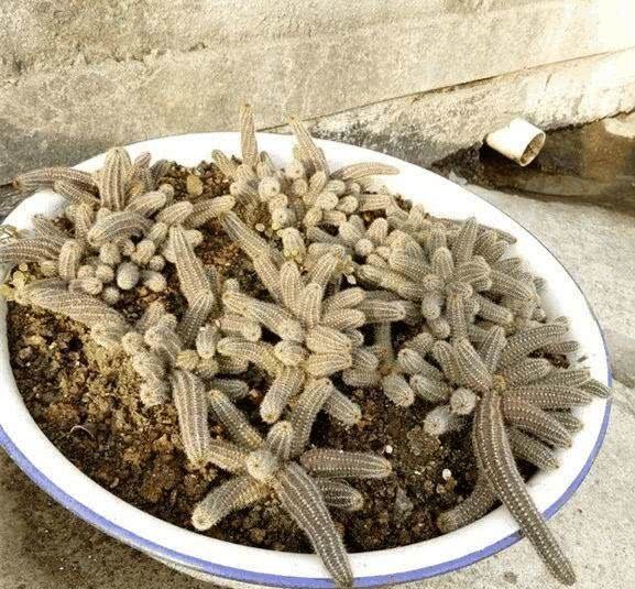  『根枝』这花长得像毛毛虫，掐根枝就活，1个月爆满大缸！