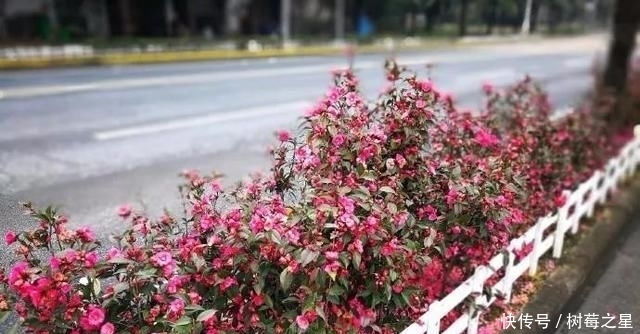  『打开』一朵花|一朵花茶，同时可以打开一百朵花