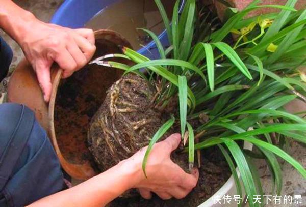 土壤|开春换土少了这一步,根系受损更严重,还不如不换