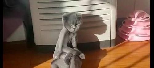  『貂绒』网友把猫的毛发剪了，它像个小人精似的坐在客厅：我的貂绒大衣呢