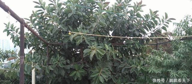  「霸占」丢了一棵橡皮树，3年长疯了，横竖8米宽，霸占了道路惹人怨