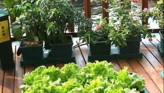 特别■阳台种菜,有4个“关键”,做对了,种菜一大盆,收获特别多