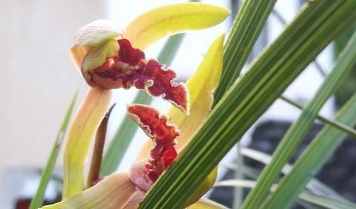  「兰花」?你会给兰花晒太阳吗？教您根据自然现象来判断兰花晒多少太阳