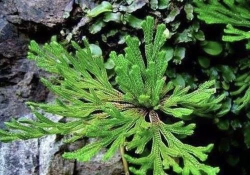  #增值#1种“野草”值钱，喜欢长在山坡上，挖来1棵当“盆栽”，