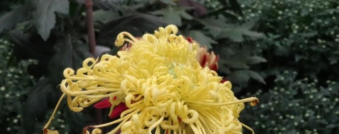  [喜欢]喜欢菊花，那就养盆“珍贵名菊”金凤还巢，似金凤飞舞，高贵优雅