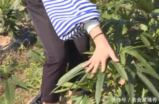 这种植物农村没人要，城里人知道是宝，1斤50元，有人靠它发财