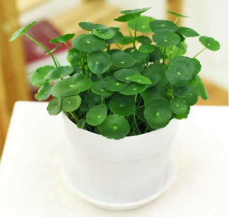  『马蹄莲』非常喜水的几种植株，不怕被暴晒，越浇水花越旺，花开绚丽多彩