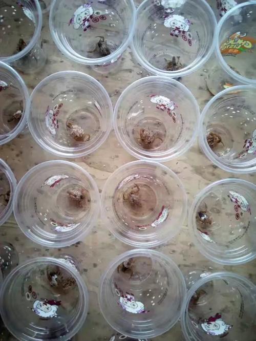  「养殖」在农村养殖什么最赚钱呢？养殖投资要做好这几件事才能