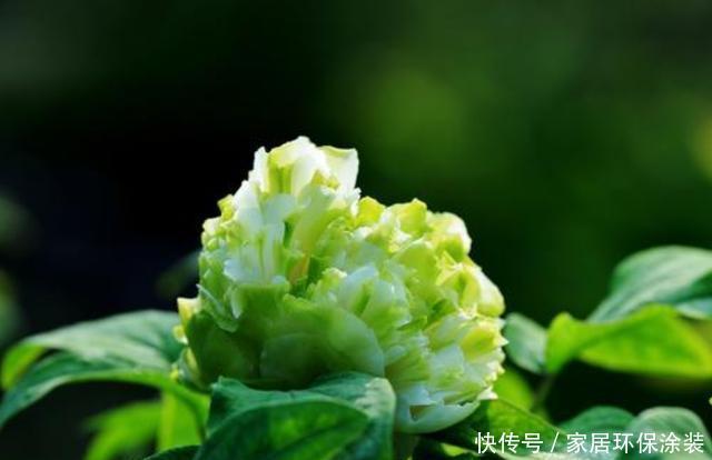  『花形』养花就养此3种，好养易活花量大，花形奇特非常生动，漂亮极了