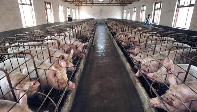  开放：养猪政策开放后的今年，农村养猪户数量会不会大幅增加？