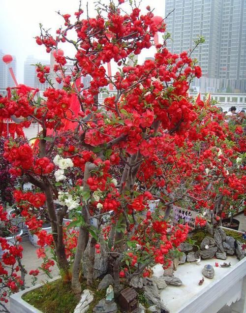  『充足』此花好养又吉祥，阳台、小院都能种，养上2－3年，翻倍涨，值得养