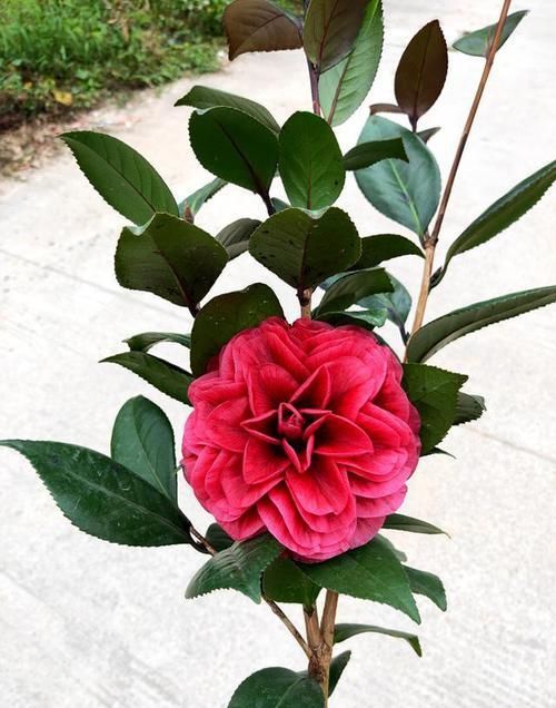  #花型#春季养花首选，花型较大，花色神秘，一开就是几十朵，花期近半年