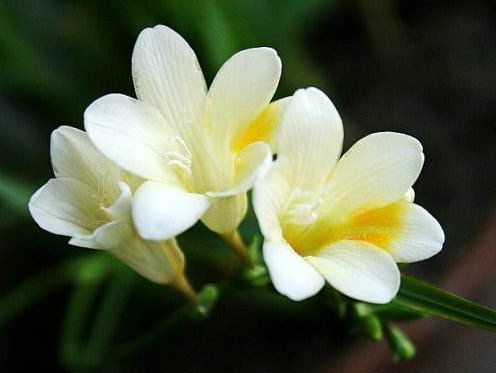  #花开#经常花开爆盆的盆栽，丢在阳台幽香暗淡，花型圆滚惹人爱，美爆了