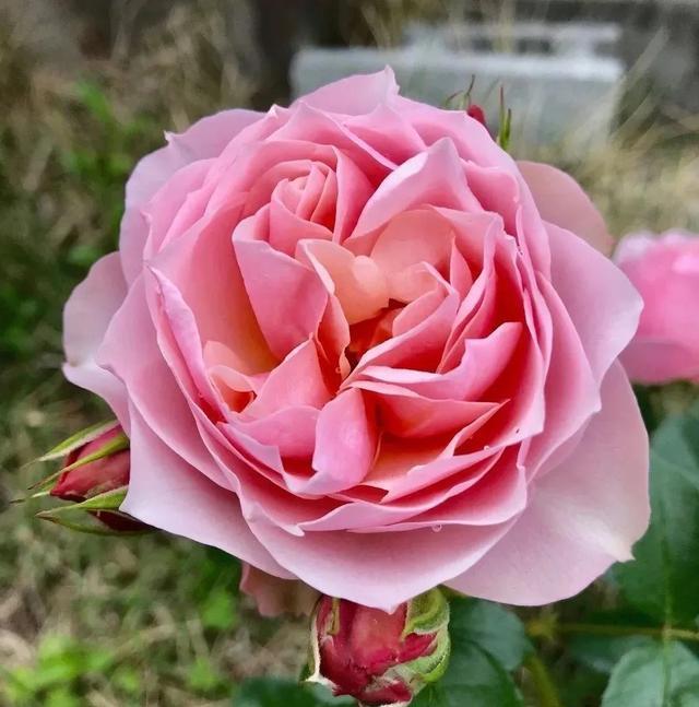 「月季」养花:30种超漂亮的月季,一年能开300天,满屋飘香颜值高!