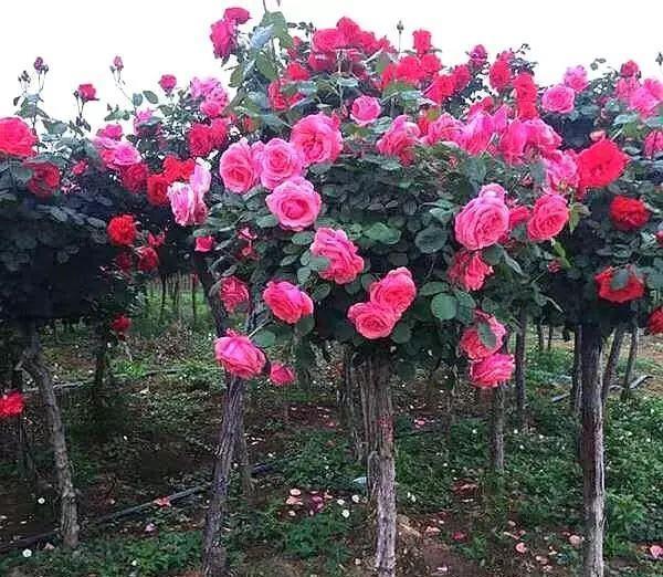  栀子花|杜鹃花，栀子花扔了吧！养棵“花树”，能开花300天，见土就活