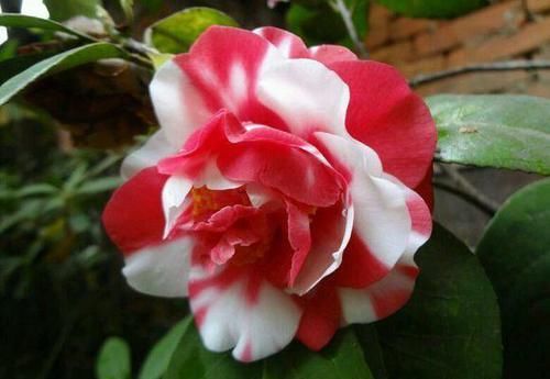  「盆栽」茶花盆栽做到这几点，只要坚持做到以上7点，花开爆盆！