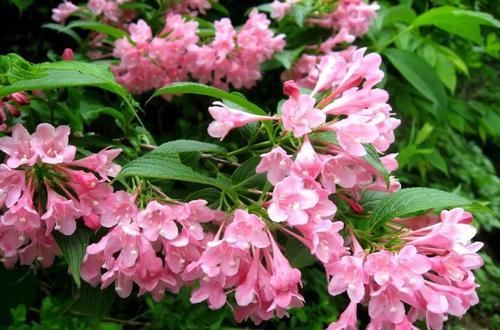  「特别」特耐寒、耐贫瘠的锦带花，花朵开得灿烂至极，适合北方的朋友养