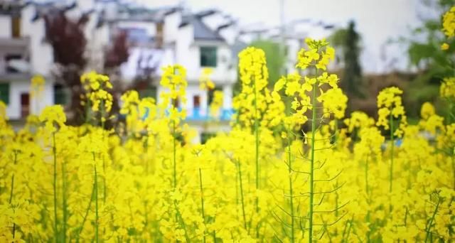 “最美乡村”的称号的婺源花开得美爆了！