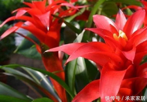 寓意■这3种花室内养一盆,寓意好一倍,尤其第三种,生活更“富贵”!