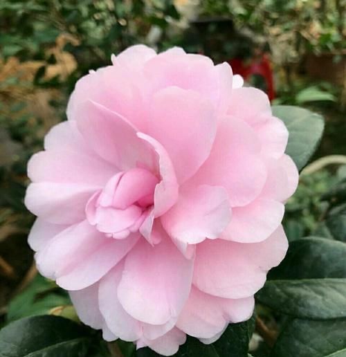 『烂花』已经开花的茶花盆栽喷水后花苞枯萎,黄叶烂花,还有救的可能吗?