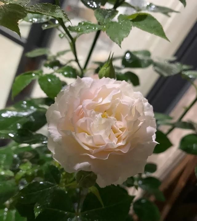 『丰花性好』狼家自育的表现到底如何,戳进来看看花友们的大实话