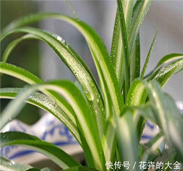【影响】这3种花特怕晒,遇上大太阳立马搬回家,不怕黄叶影响颜值