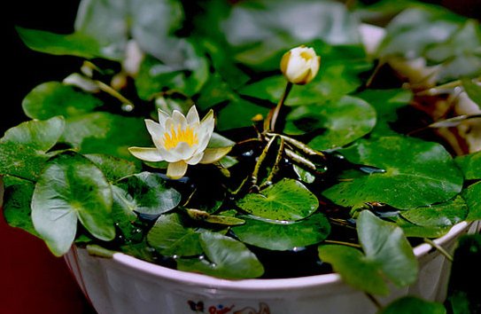  『绿叶』在家养花，浇水怕烂根，不如养些喜水花，多浇水，绿叶窜得快