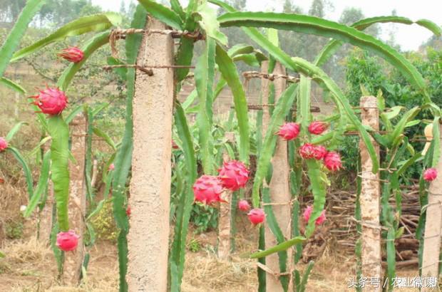 火龙果开花结果期要增施钾、镁肥!否则容易甜