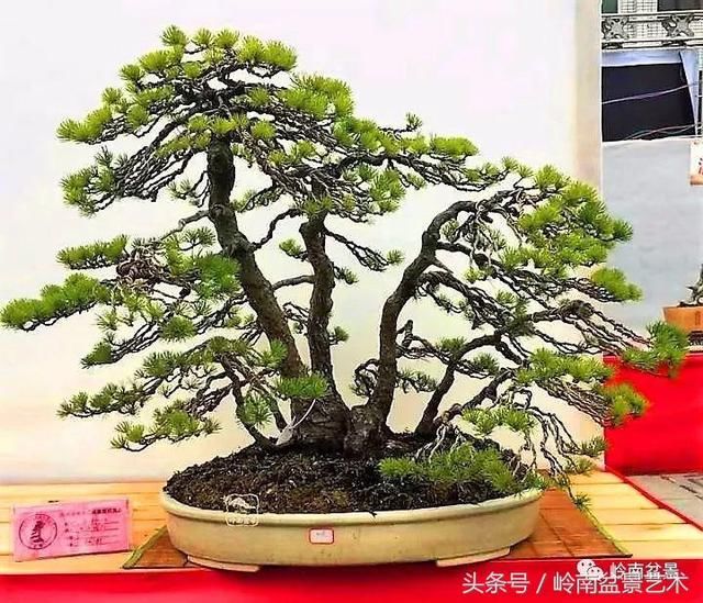 松树盆景，怎样才能算上品？