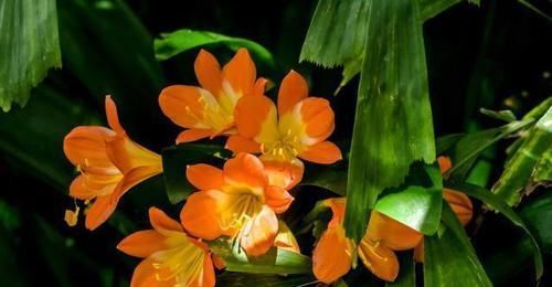  『浇错』养君子兰，浇水姿势居然很关键，浇错水叶片脏兮兮，发黄又烂根