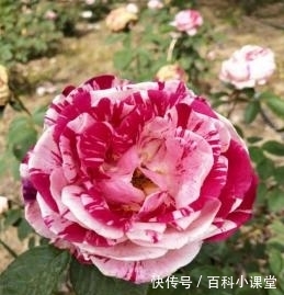  『太白山出口』西部兰花生态园“玫瑰花”开了！涉及类型120多种