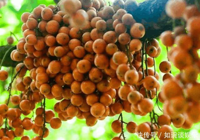  葡萄@农村一种特有的野果，与葡萄长得很像，城里人想买都买不到