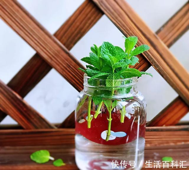 「天一」养花技巧:安全度夏水培花,天一热就养它,1杯水养爆盆